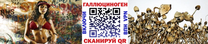Галлюциногенные грибы Psilocybine cubensis  МЕГА как зайти  Черкесск 
